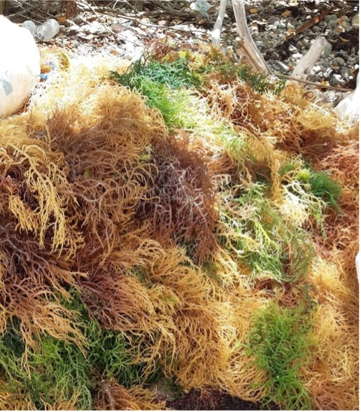 St Lucia Sea Moss