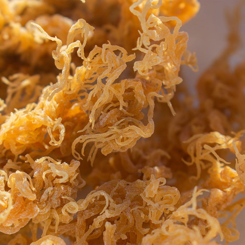 Gold Sea Moss Close Up