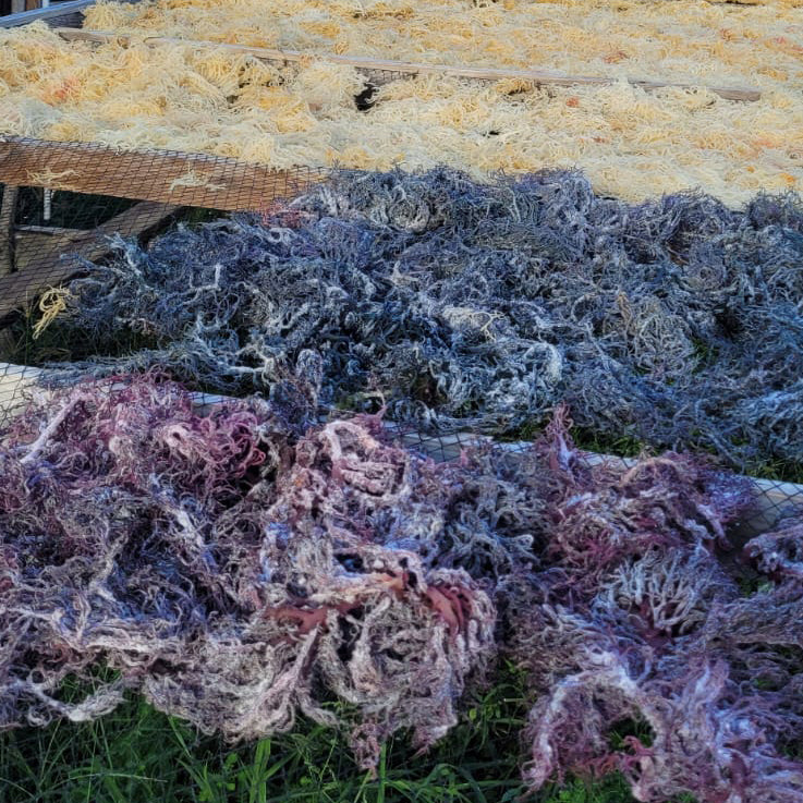 sustainable_harvesting-St.Lucia_drying
