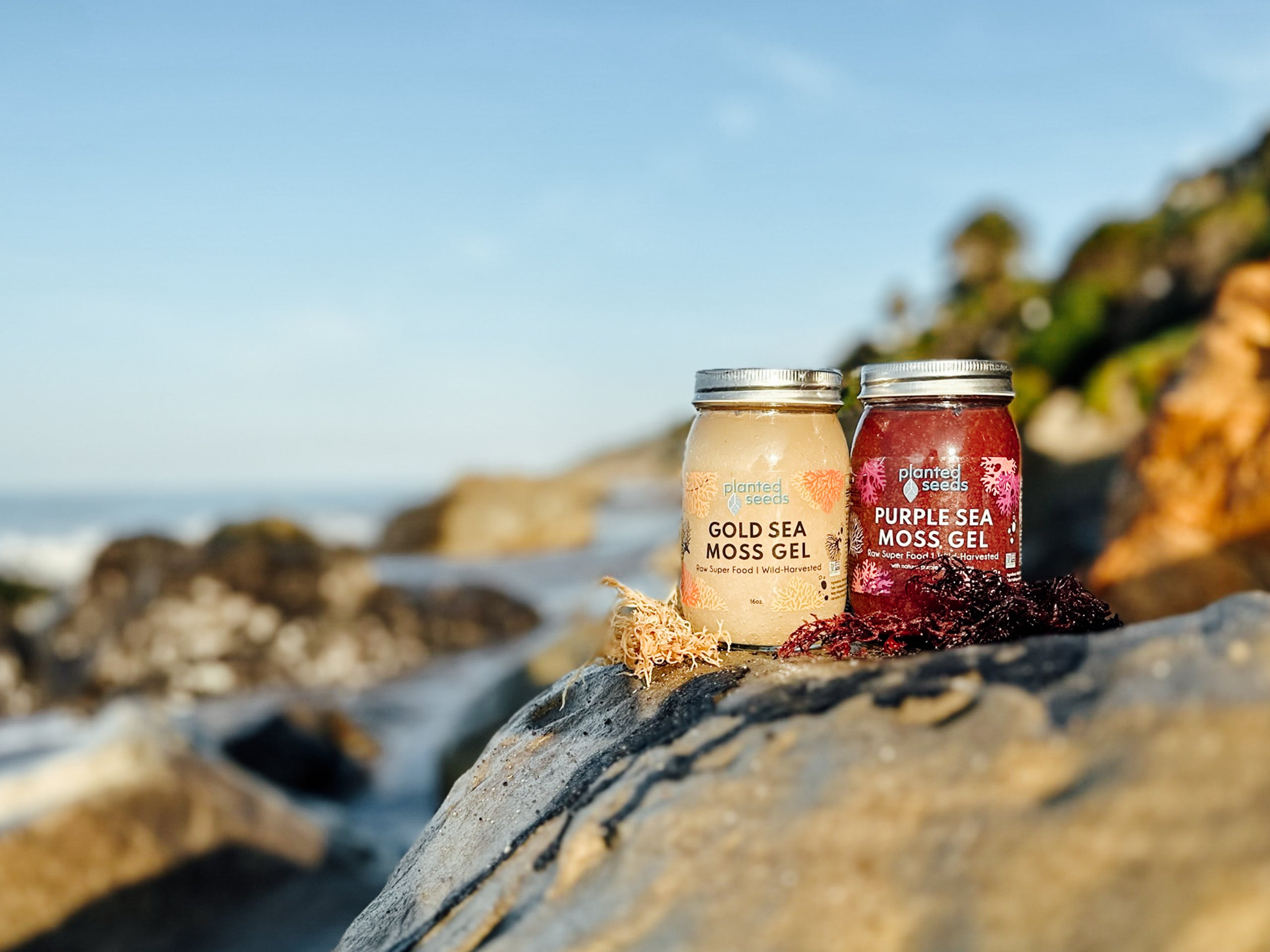 Two jars of Gold Sea Moss Gel and Purple Sea Moss Gel on a rocky beach with ocean view.