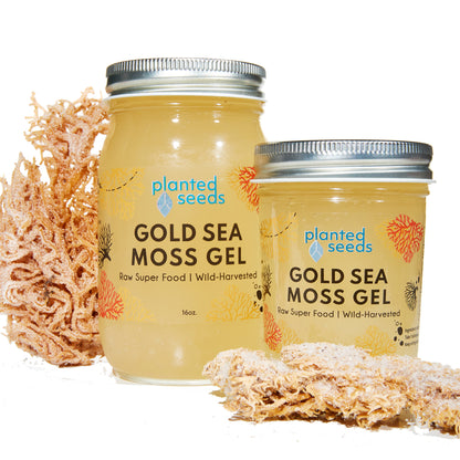 gold sea moss gel planted seeds Gold Sea Moss Gel