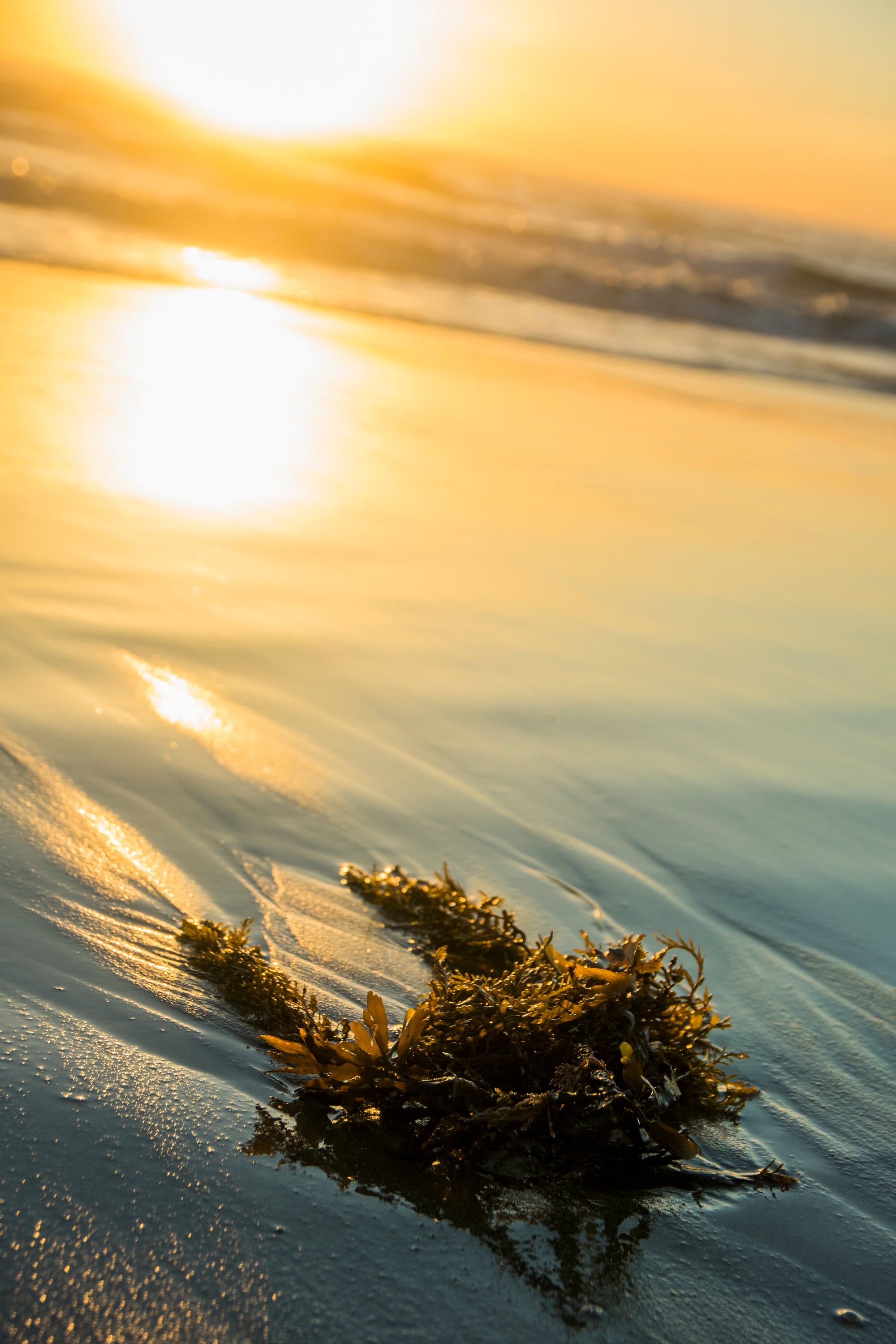 Planted Seeds Sea Moss