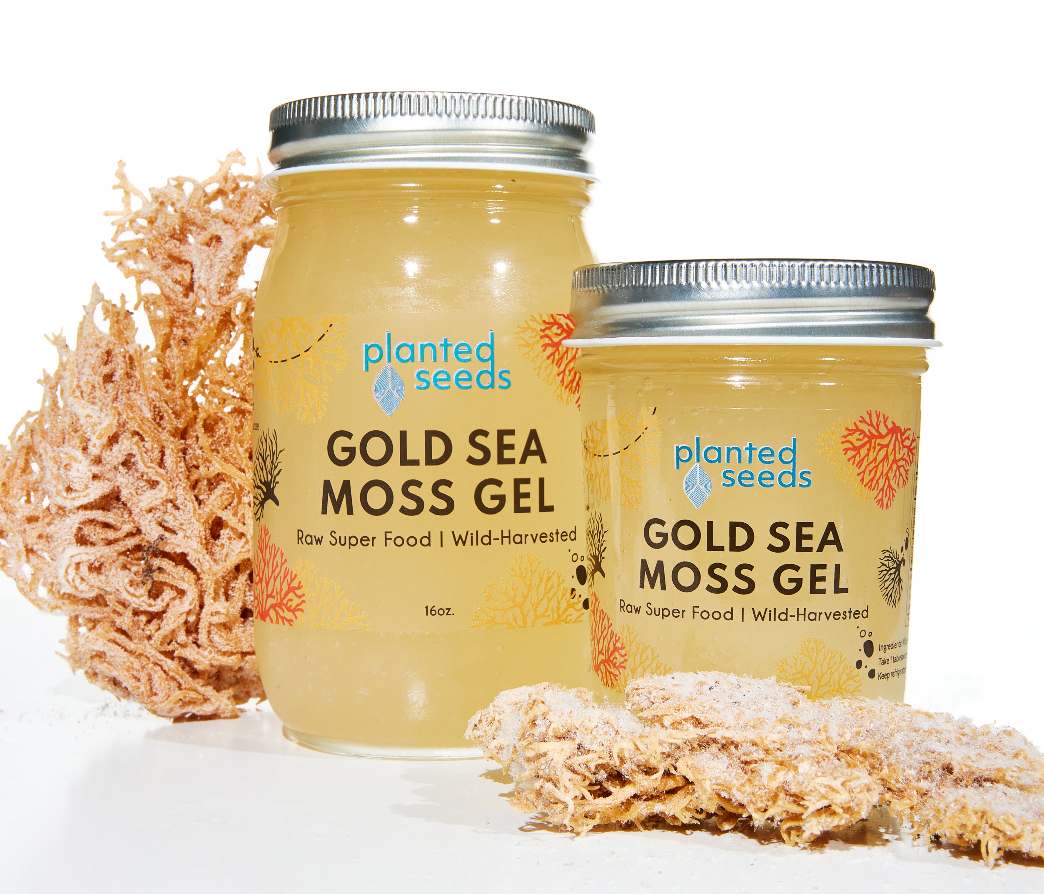 Gold Sea Moss Gel - 16oz Jar - Planted Seeds Sea Moss